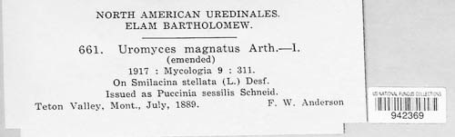 Uromyces magnatus image